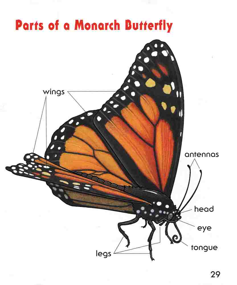 parts butterfly.jpg